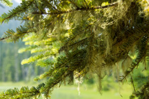 Conifer close up with lake in the background, Canada Conifer close up with lake in the background, Canada